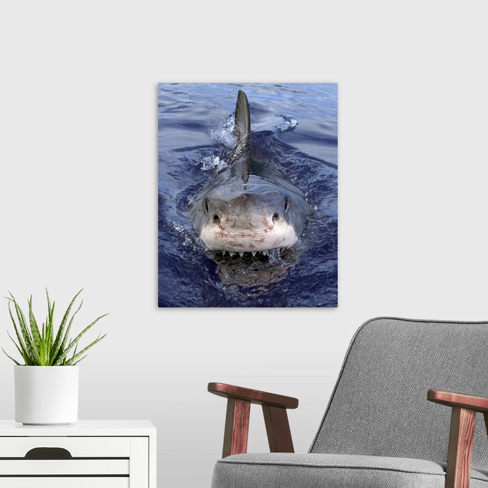 A modern room featuring Great White Shark (Carcharodon carcharias), Cape Province, South Africa