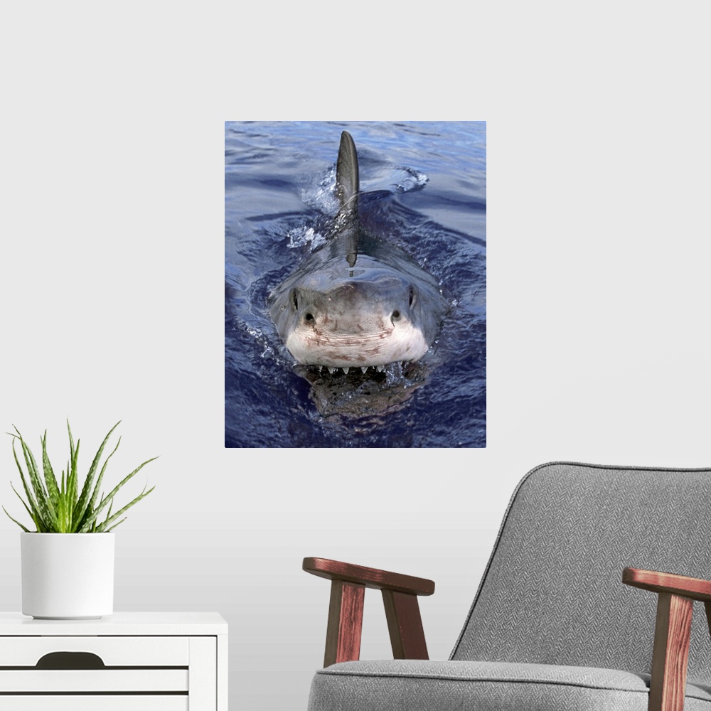 A modern room featuring Great White Shark (Carcharodon carcharias), Cape Province, South Africa