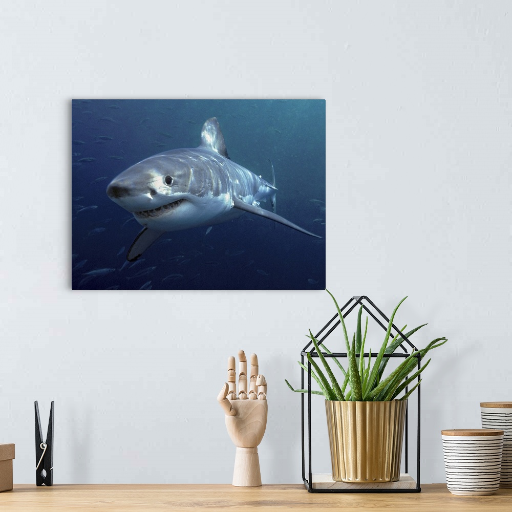 A bohemian room featuring Great White Shark (Carcharodon carcharias), Neptune Islands, Australia