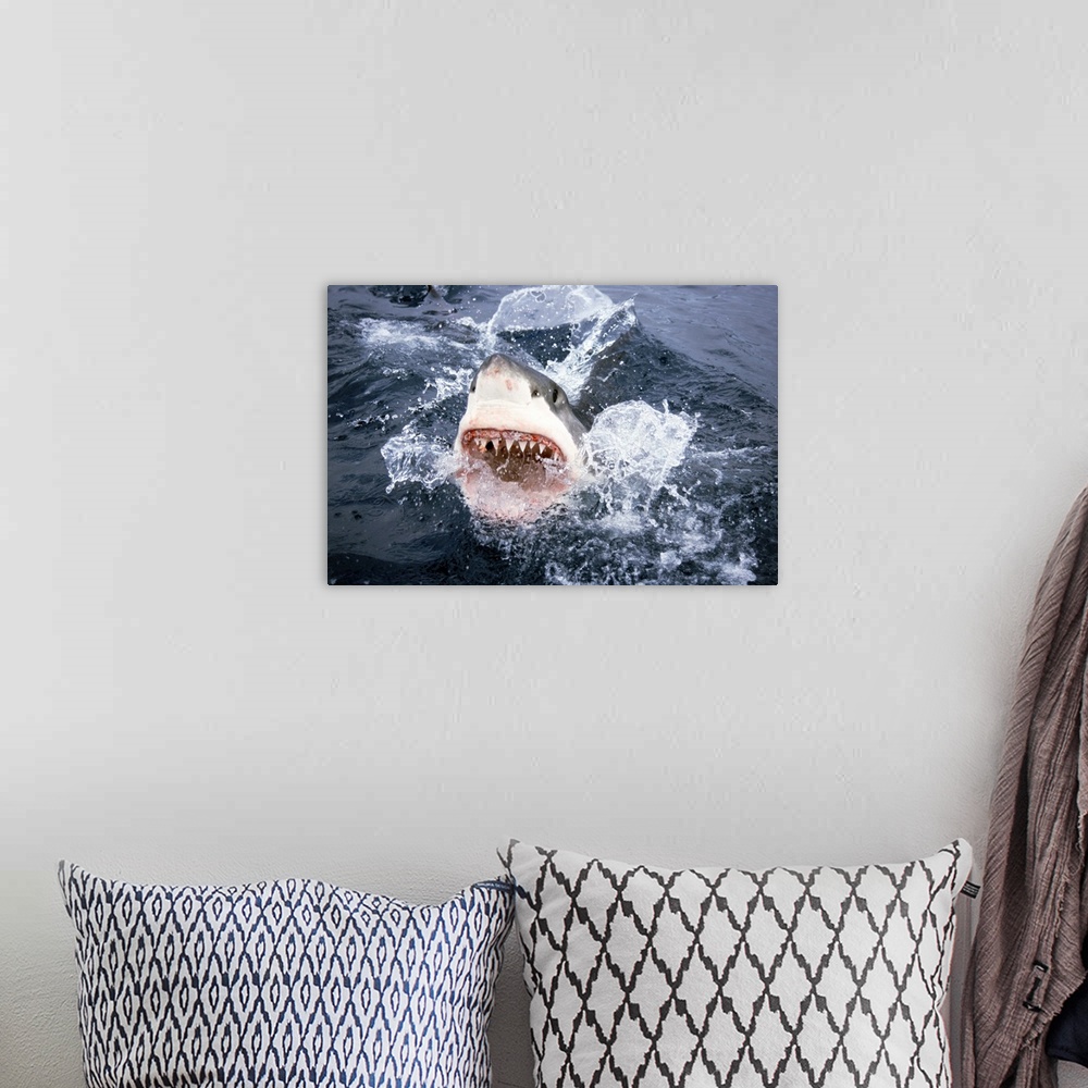 A bohemian room featuring Great White Shark (Carcharodon carcharias), Neptune Islands, Australia