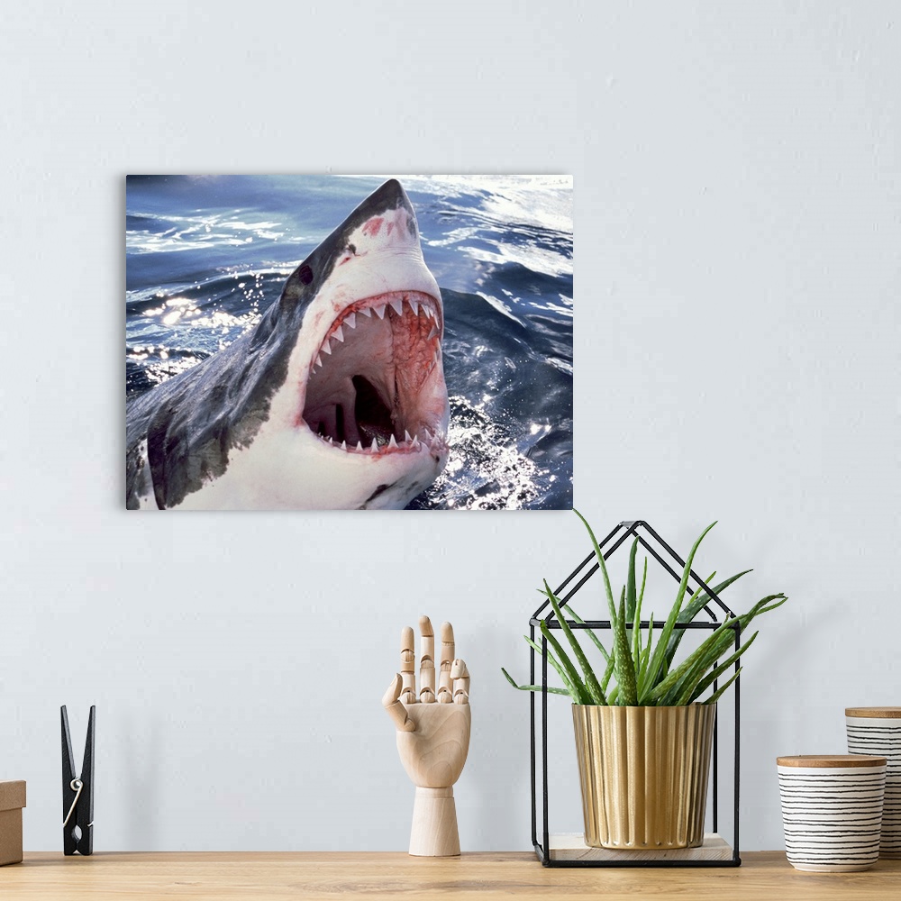 A bohemian room featuring Great White Shark (Carcharodon carcharias) Neptune Islands, Australia.
