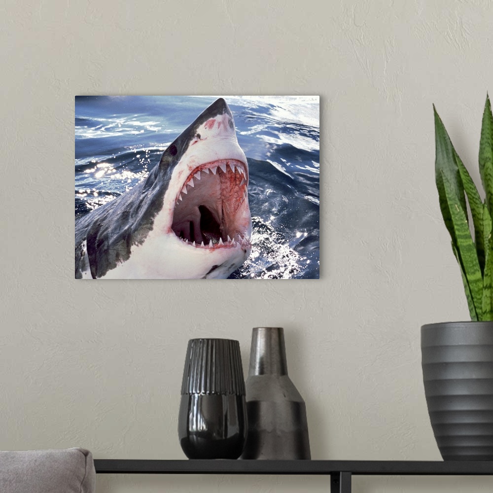A modern room featuring Great White Shark (Carcharodon carcharias) Neptune Islands, Australia.