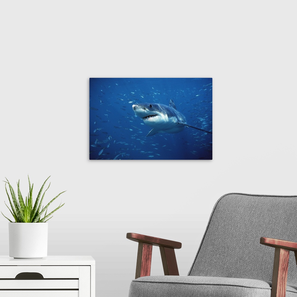 A modern room featuring Great White Shark (Carcharodon carcharias) swimming through a school of fish, Neptune Islands, So...