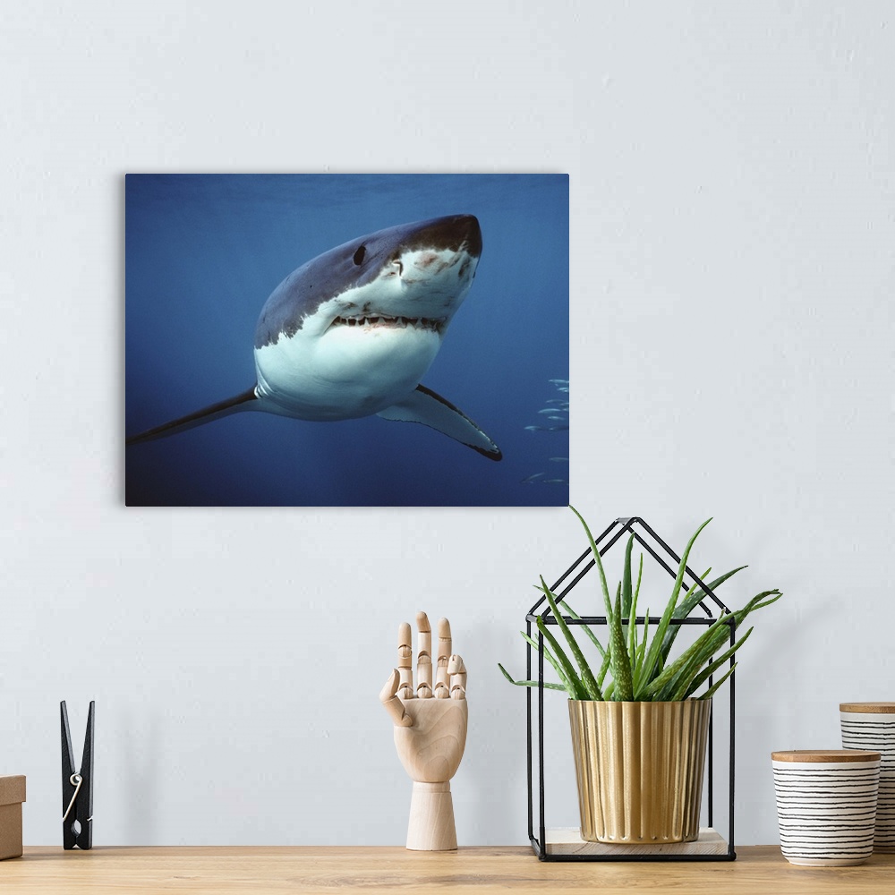 A bohemian room featuring Great White Shark (Carcharodon carcharias) swimming underwater, Neptune Islands, Australia. Digit...