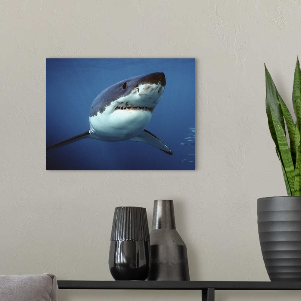 A modern room featuring Great White Shark (Carcharodon carcharias) swimming underwater, Neptune Islands, Australia. Digit...