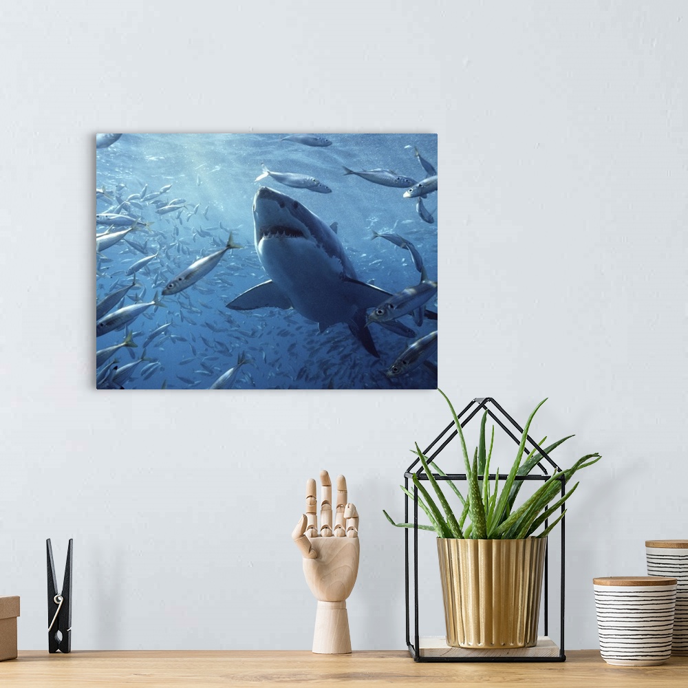 A bohemian room featuring Great White Shark (Carcharodon carcharias) with schooling fish, Neptune Islands, Australia. Digit...