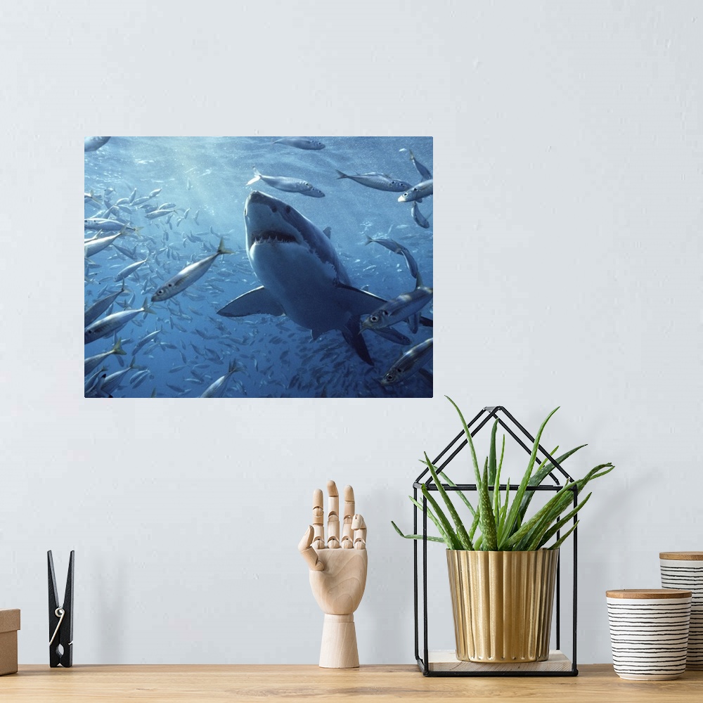 A bohemian room featuring Great White Shark (Carcharodon carcharias) with schooling fish, Neptune Islands, Australia. Digit...
