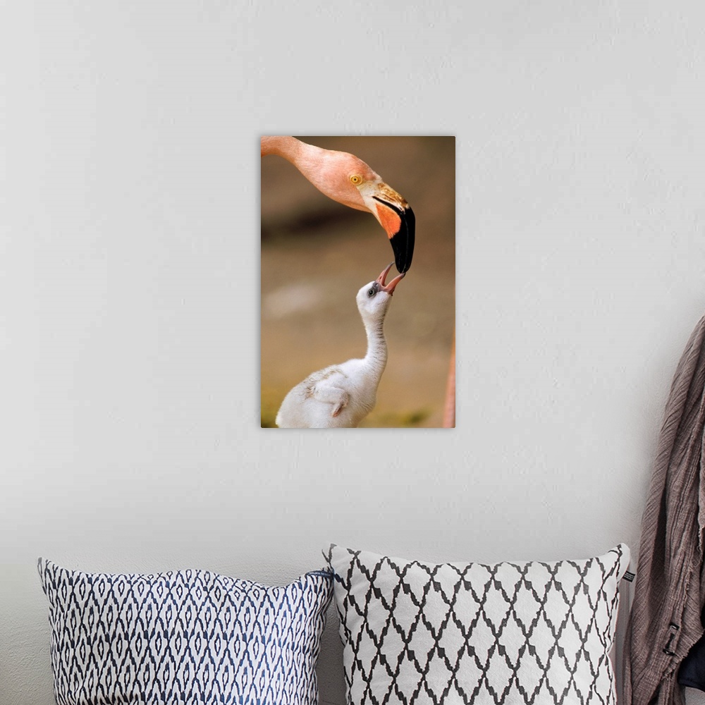 A bohemian room featuring Greater Flamingo (Phoenicopterus ruber) mother and chick, Caribbean species