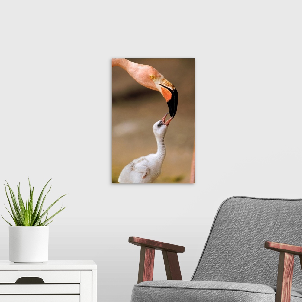 A modern room featuring Greater Flamingo (Phoenicopterus ruber) mother and chick, Caribbean species