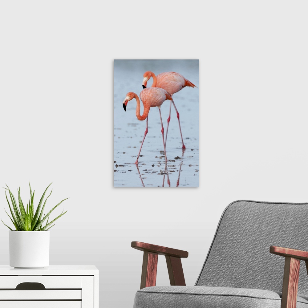 A modern room featuring Greater Flamingo (Phoenicopterus ruber) pair wading, Galapagos Islands, Ecuador