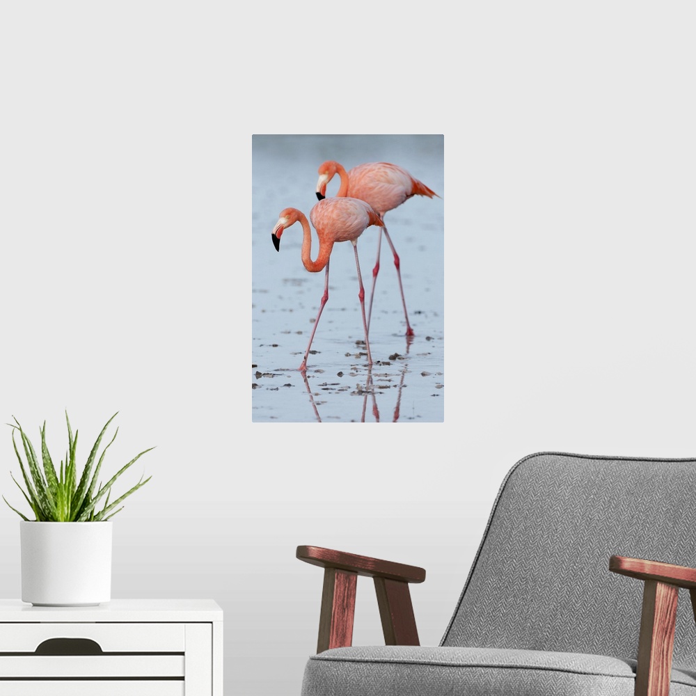 A modern room featuring Greater Flamingo (Phoenicopterus ruber) pair wading, Galapagos Islands, Ecuador