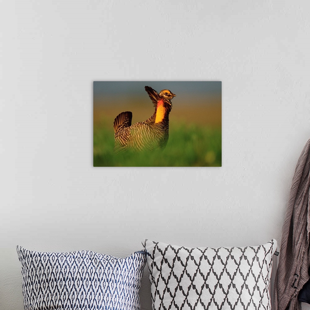 A bohemian room featuring Greater Prairie Chicken male in courtship display, Eagle Lake, Texas