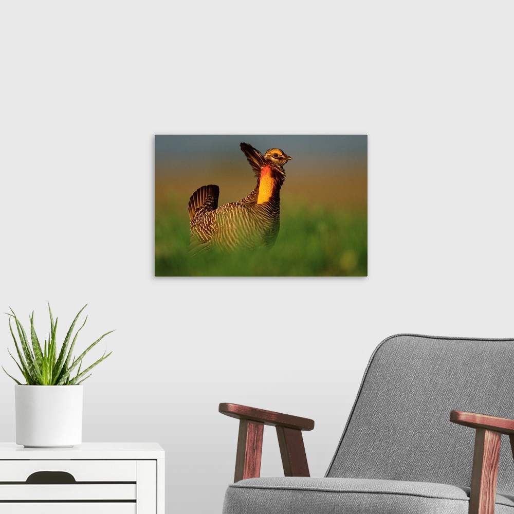 A modern room featuring Greater Prairie Chicken male in courtship display, Eagle Lake, Texas