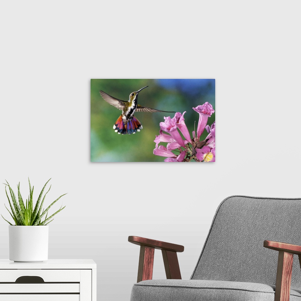 A modern room featuring Green-breasted Mango (Anthracothorax prevostii).  Female visiting flowers of Tabebuia impetiginos...