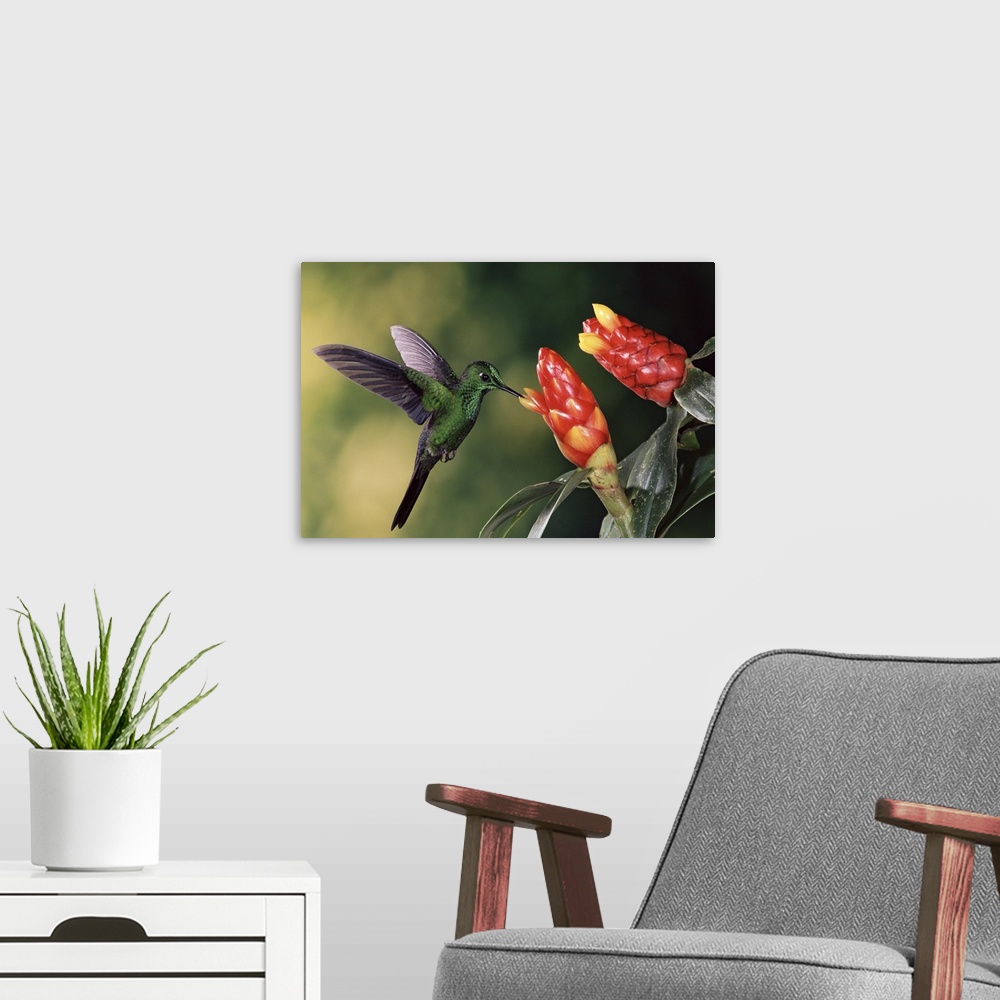A modern room featuring Green-crowned Brilliant hummingbird, with Spiral Flag  ginger flowers, Costa Rica