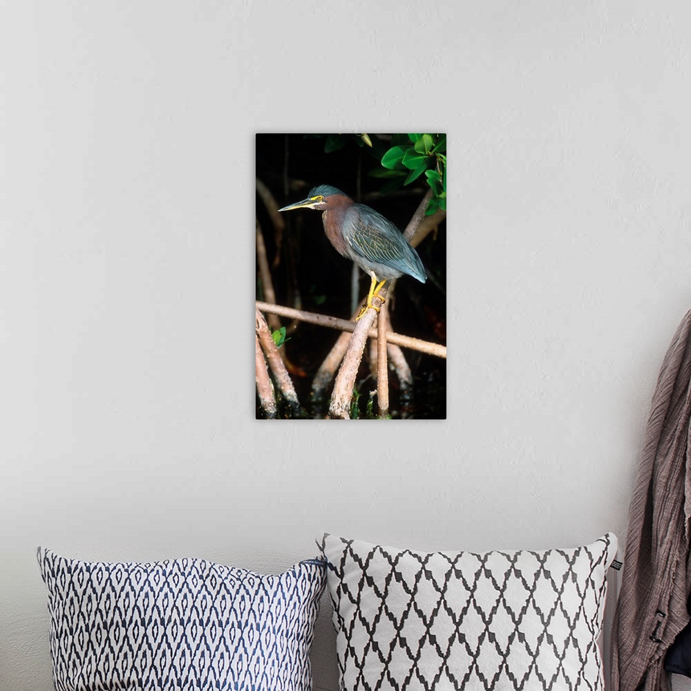 A bohemian room featuring Green Heron perching on mangrove roots, Florida