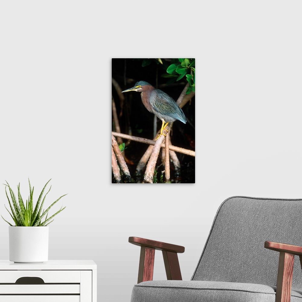 A modern room featuring Green Heron perching on mangrove roots, Florida