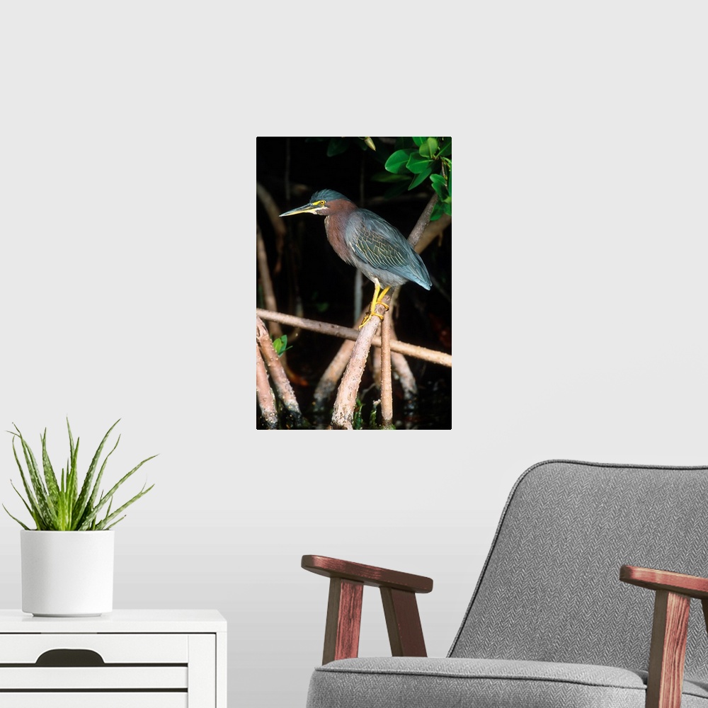 A modern room featuring Green Heron perching on mangrove roots, Florida