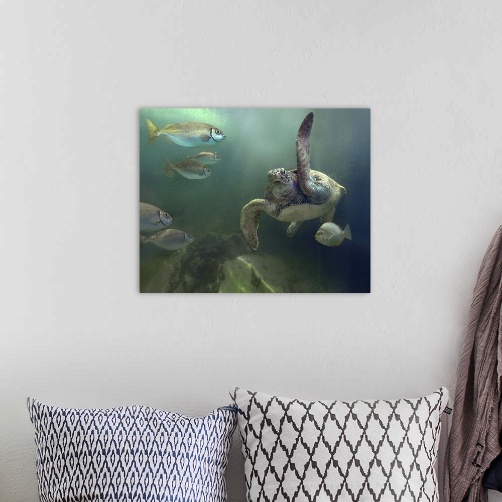 A bohemian room featuring Green Sea Turtle (Chelonia mydas) and fish, Sabah, Malaysia