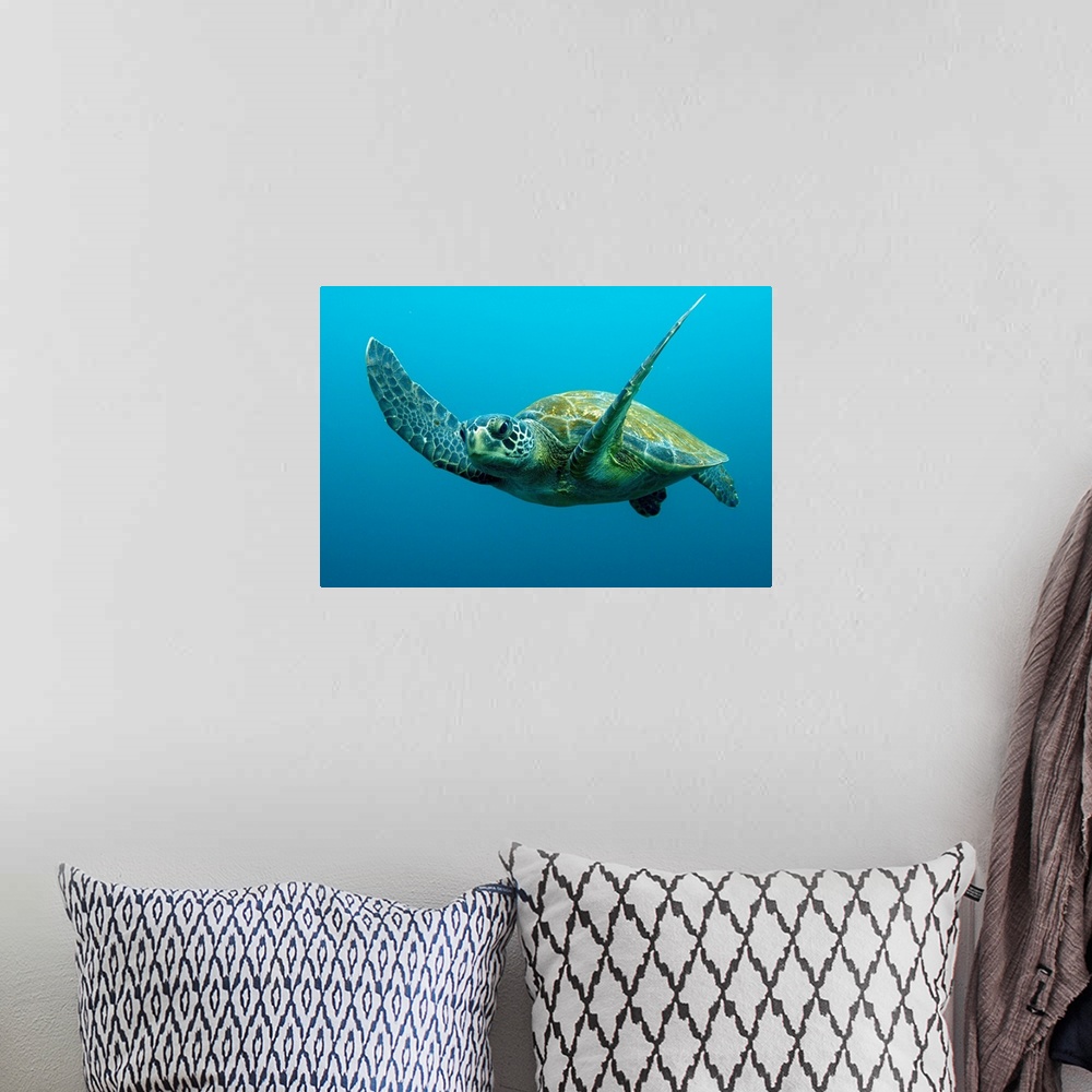 A bohemian room featuring Still photograph of a Green Sea Turtle (Chelonia mydas) swimming in the Galapagos Islands in Ecua...
