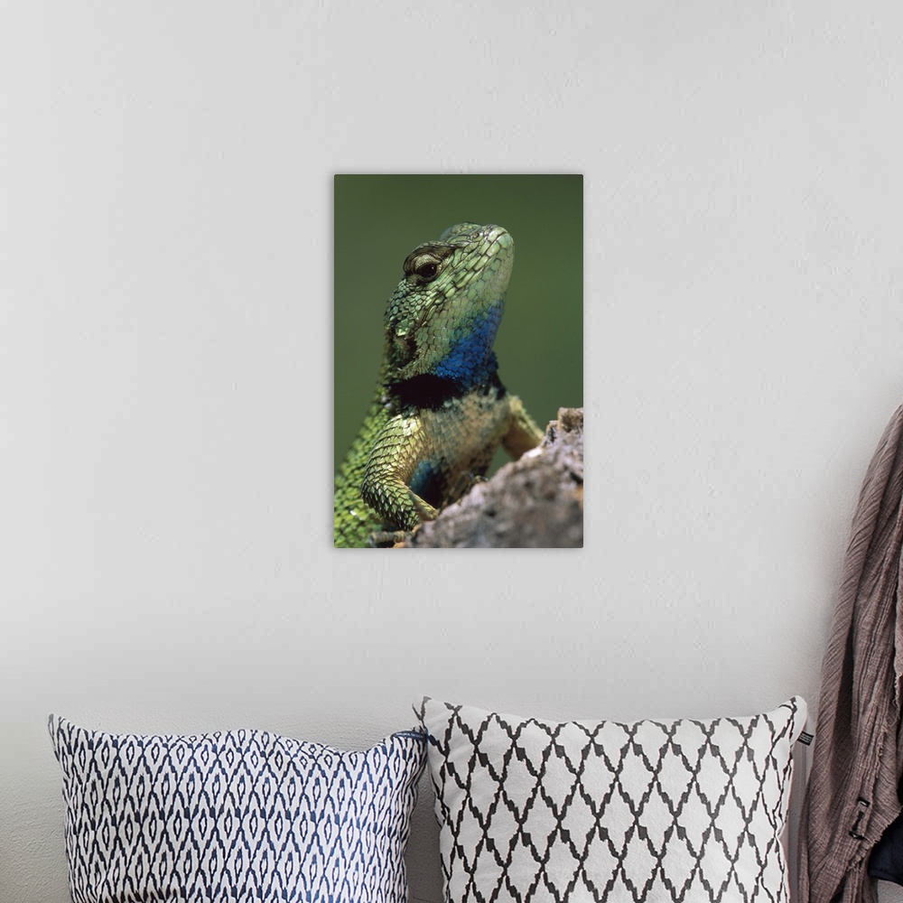 A bohemian room featuring Green Spiny Lizard (Sceloporus malachiticus) male, Costa Rica