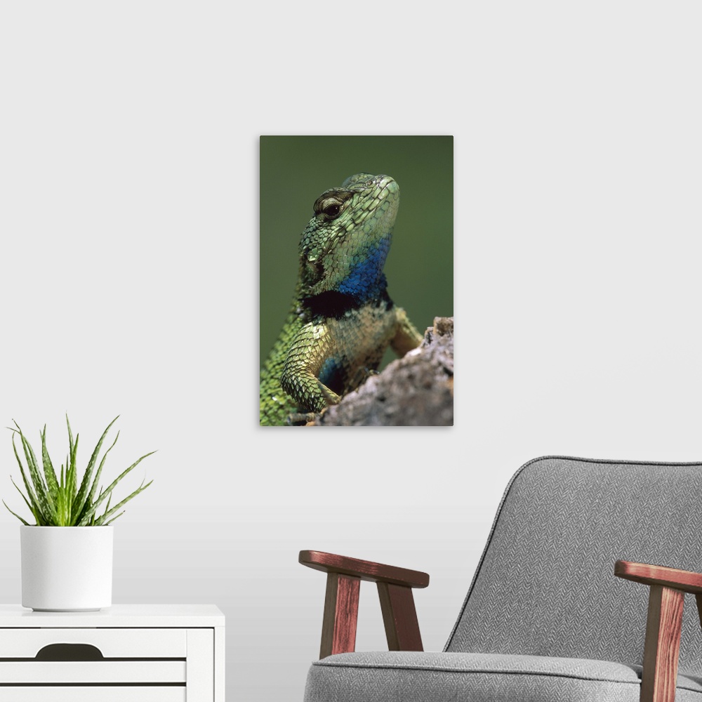 A modern room featuring Green Spiny Lizard (Sceloporus malachiticus) male, Costa Rica