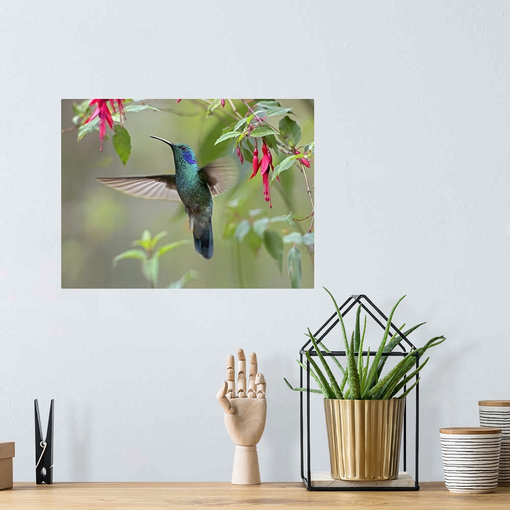 A bohemian room featuring Green Violet-ear (Colibri thalassinus) hummingbird foraging, Costa Rica