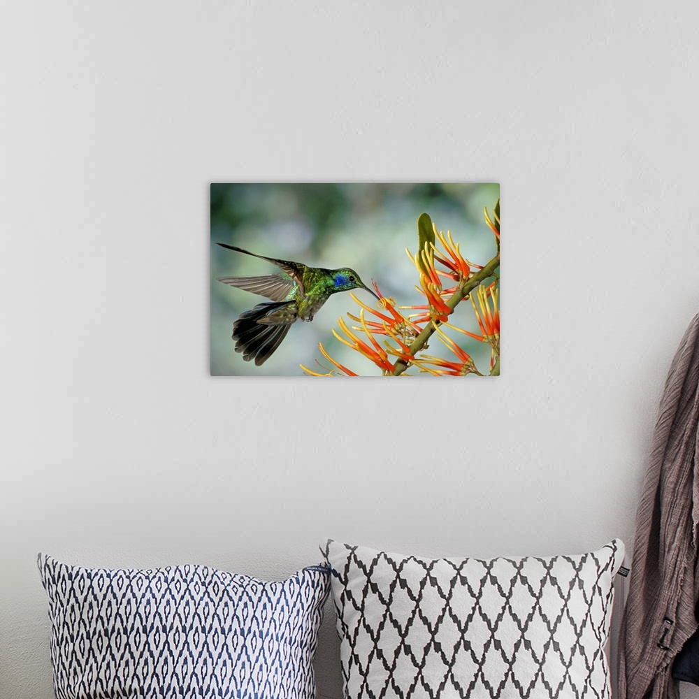 A bohemian room featuring Wall docor of a hummingbird feeding on a flower.