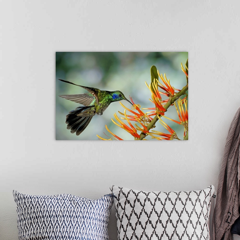 A bohemian room featuring Wall docor of a hummingbird feeding on a flower.