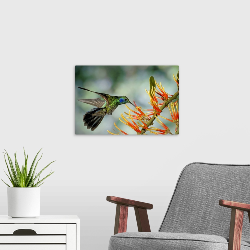 A modern room featuring Wall docor of a hummingbird feeding on a flower.