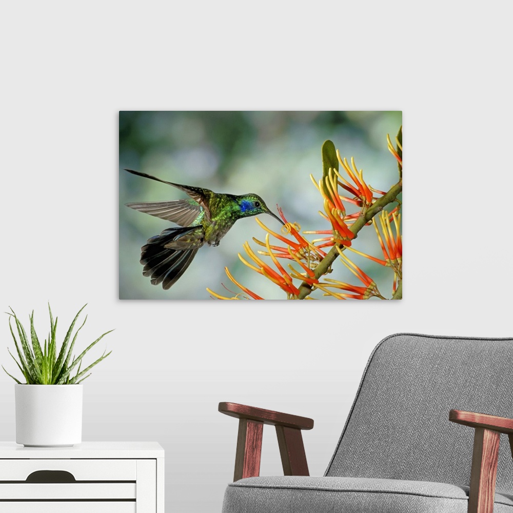 A modern room featuring Wall docor of a hummingbird feeding on a flower.
