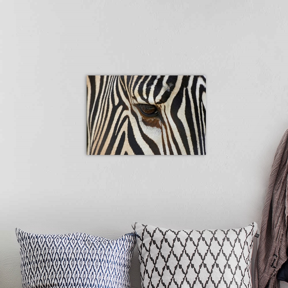 A bohemian room featuring Large photograph focuses on the head of a striped African wild horse standing still.