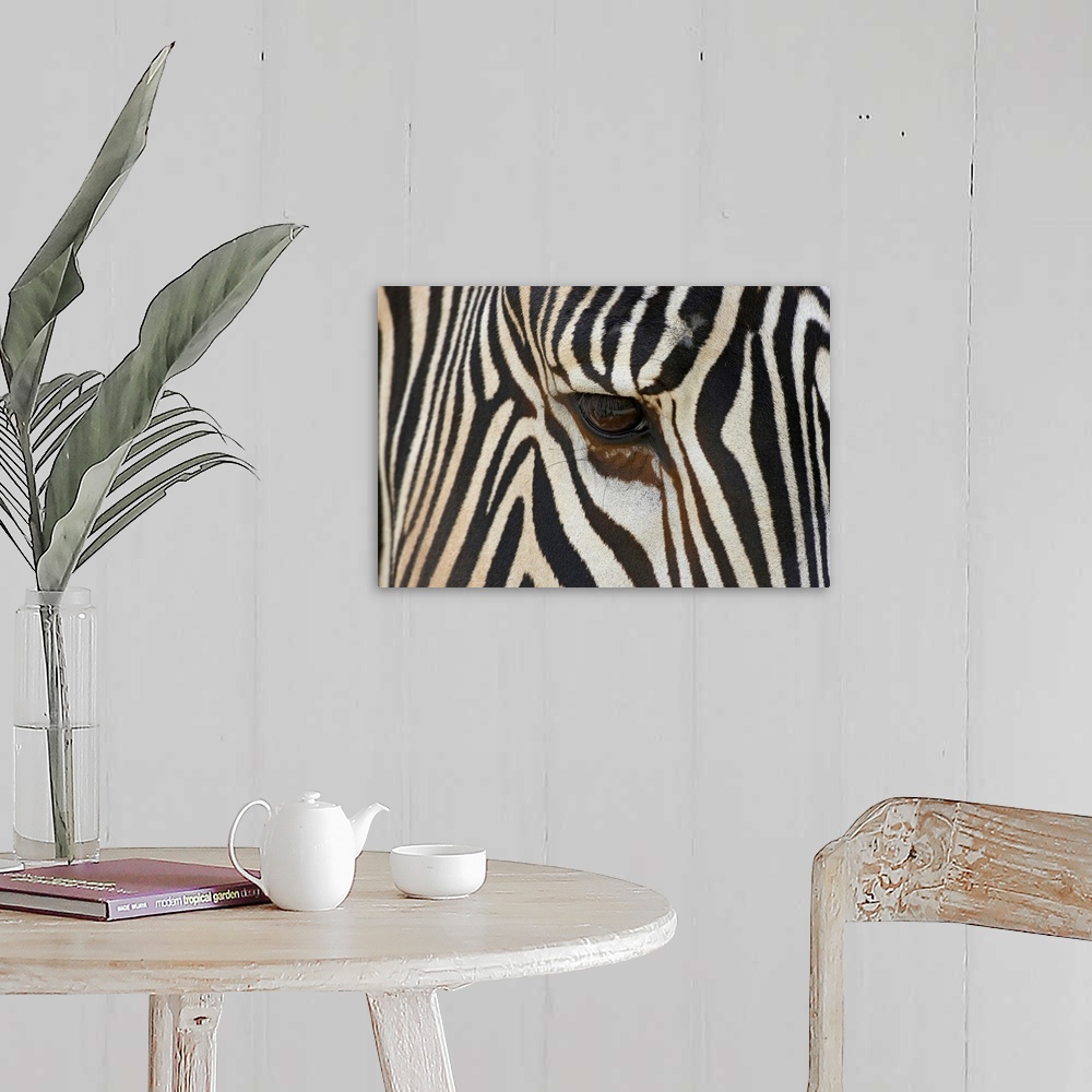 A farmhouse room featuring Large photograph focuses on the head of a striped African wild horse standing still.
