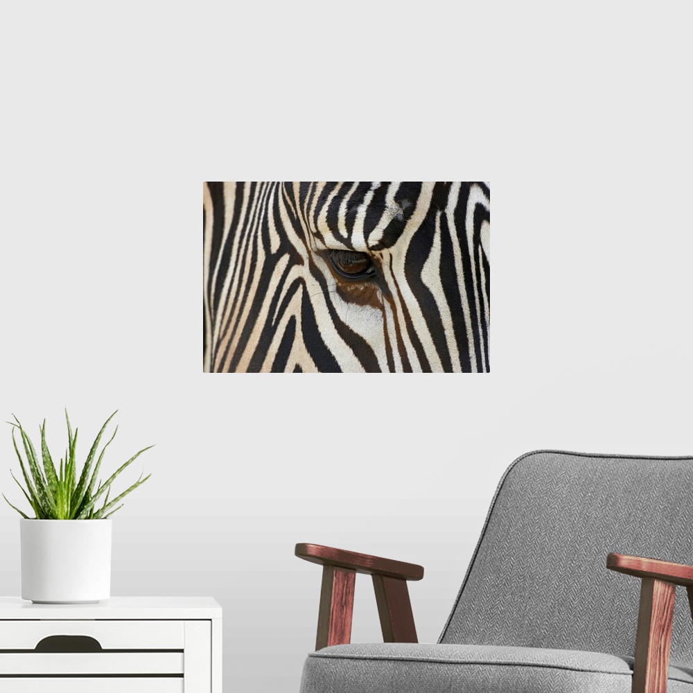 A modern room featuring Large photograph focuses on the head of a striped African wild horse standing still.