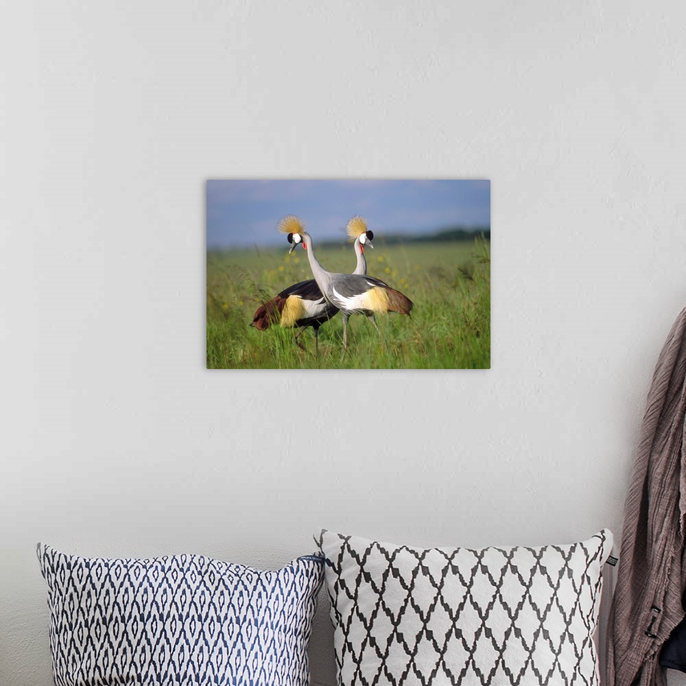 A bohemian room featuring Grey Crowned Crane couple courting, Masai Mara National Reserve, Kenya