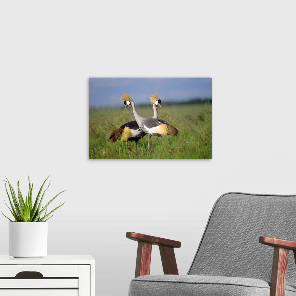 A modern room featuring Grey Crowned Crane couple courting, Masai Mara National Reserve, Kenya