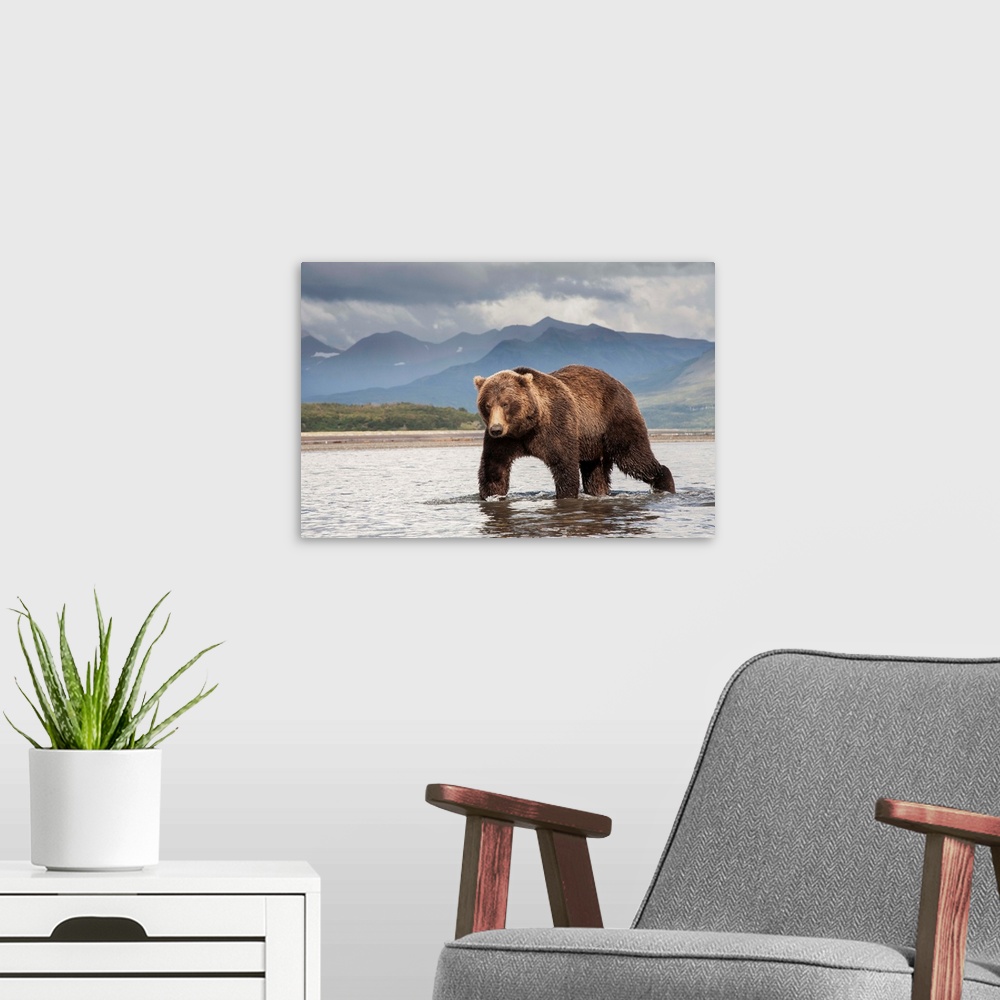 A modern room featuring Brown Bear (Ursus arctos horribilis) fishing, Katmai National Park, Alaska, USA