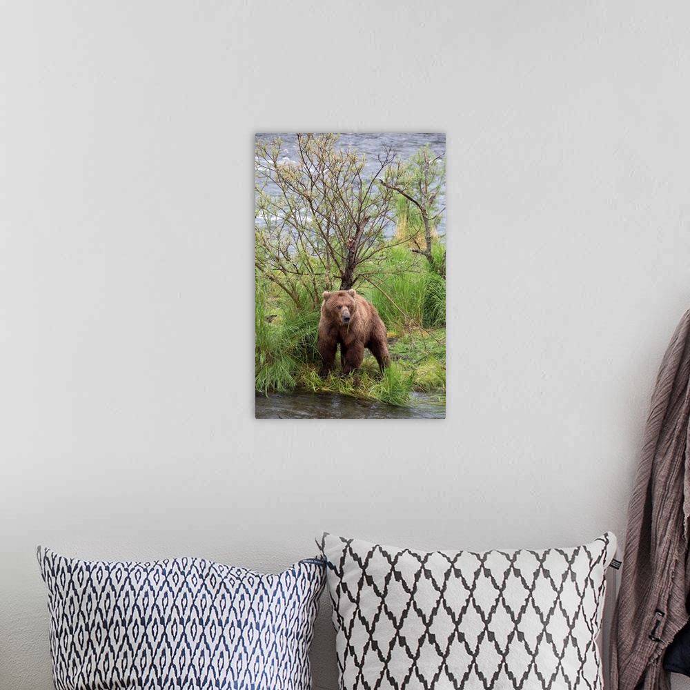 A bohemian room featuring Grizzly Bear male scent marking on rubbing tree, Katmai National Park, Alaska