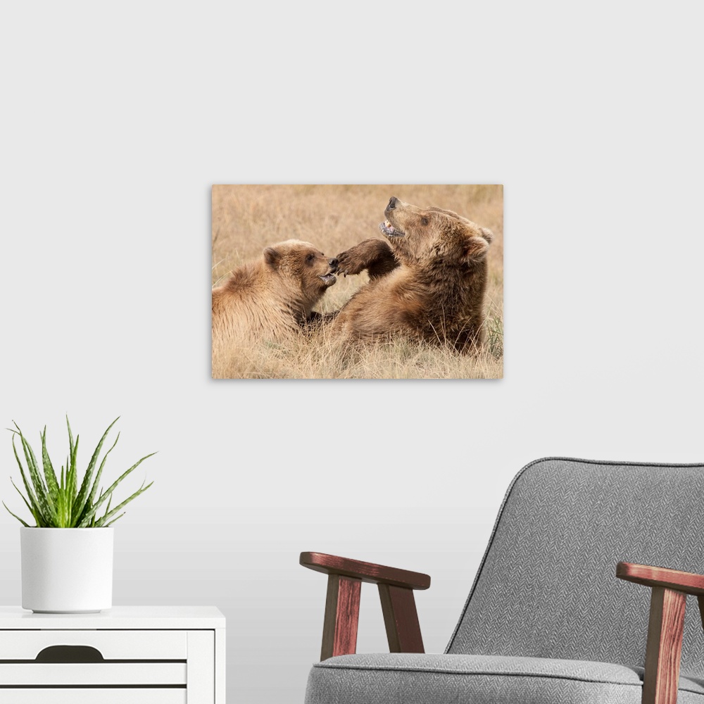 A modern room featuring Grizzly Bear mother and cub playing, Katmai National Park, Alaska
