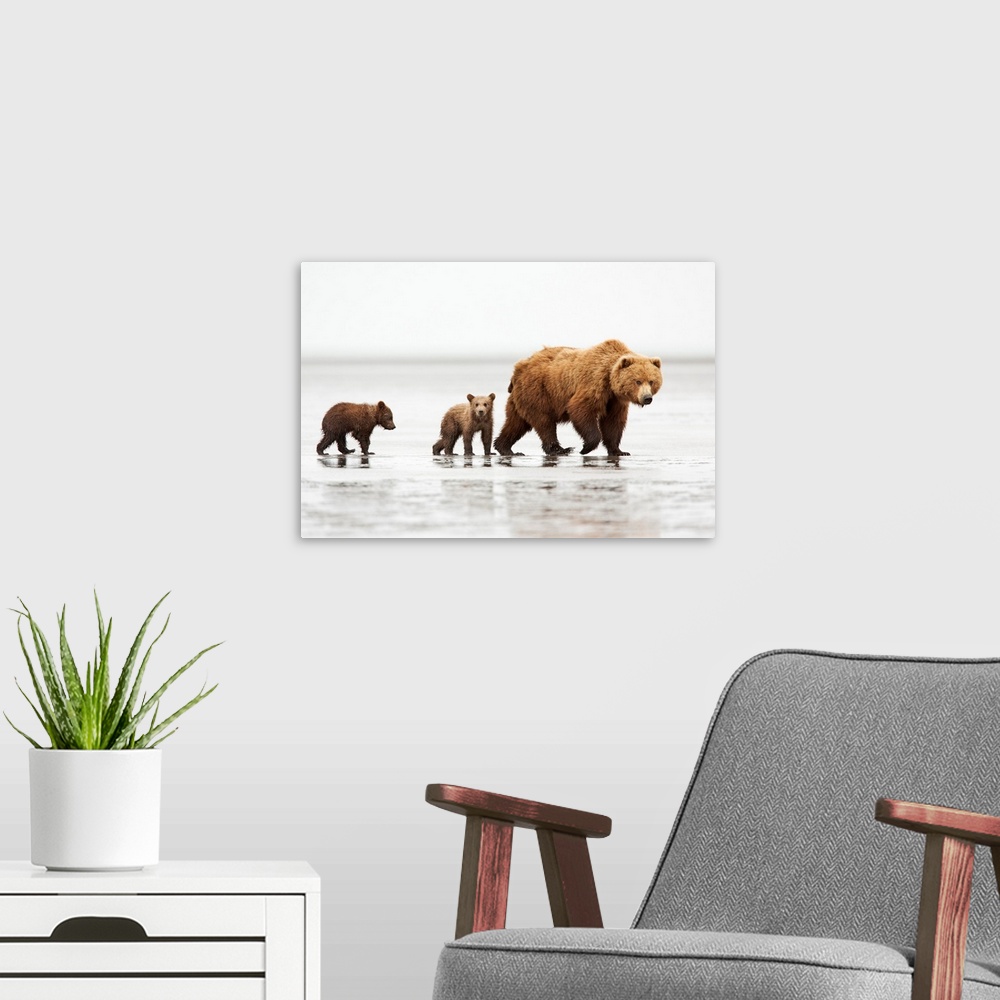 A modern room featuring Grizzly Bear (Ursus arctos horribilis) mother and cubs, Lake Clark National Park, Alaska.