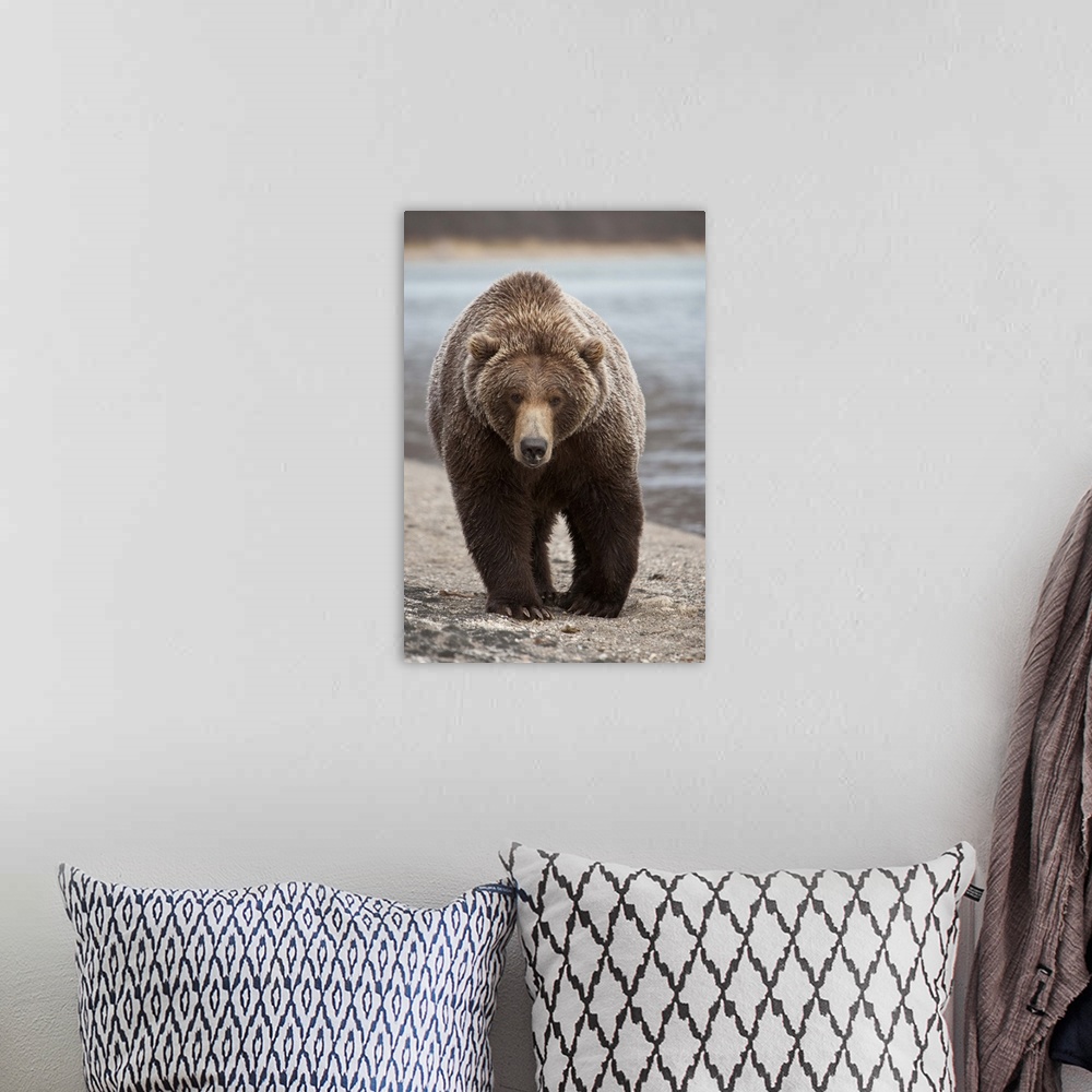 A bohemian room featuring Grizzly Bear (Ursus arctos horribilis), Katmai National Park, Alaska