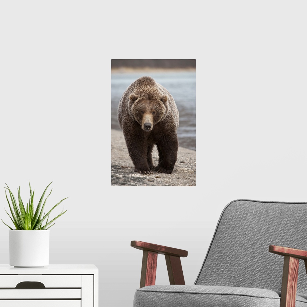 A modern room featuring Grizzly Bear (Ursus arctos horribilis), Katmai National Park, Alaska