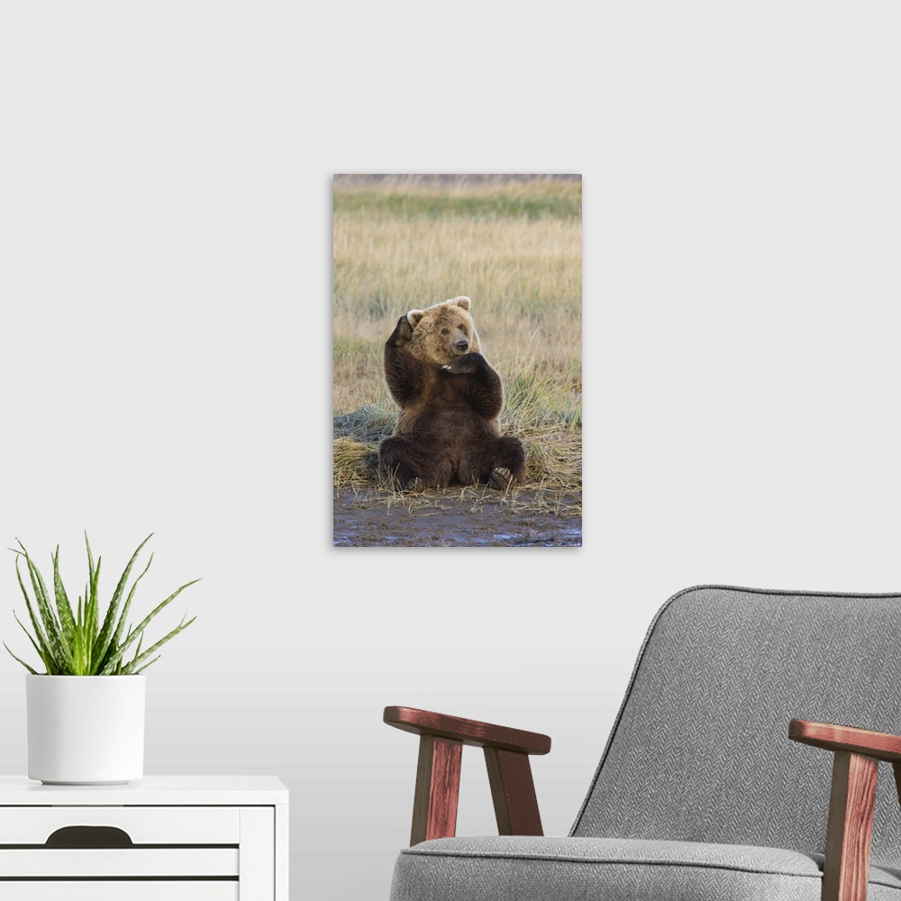 A modern room featuring Grizzly Bear (Ursus arctos horribilis) scratching ear, Katmai National Park, Alaska