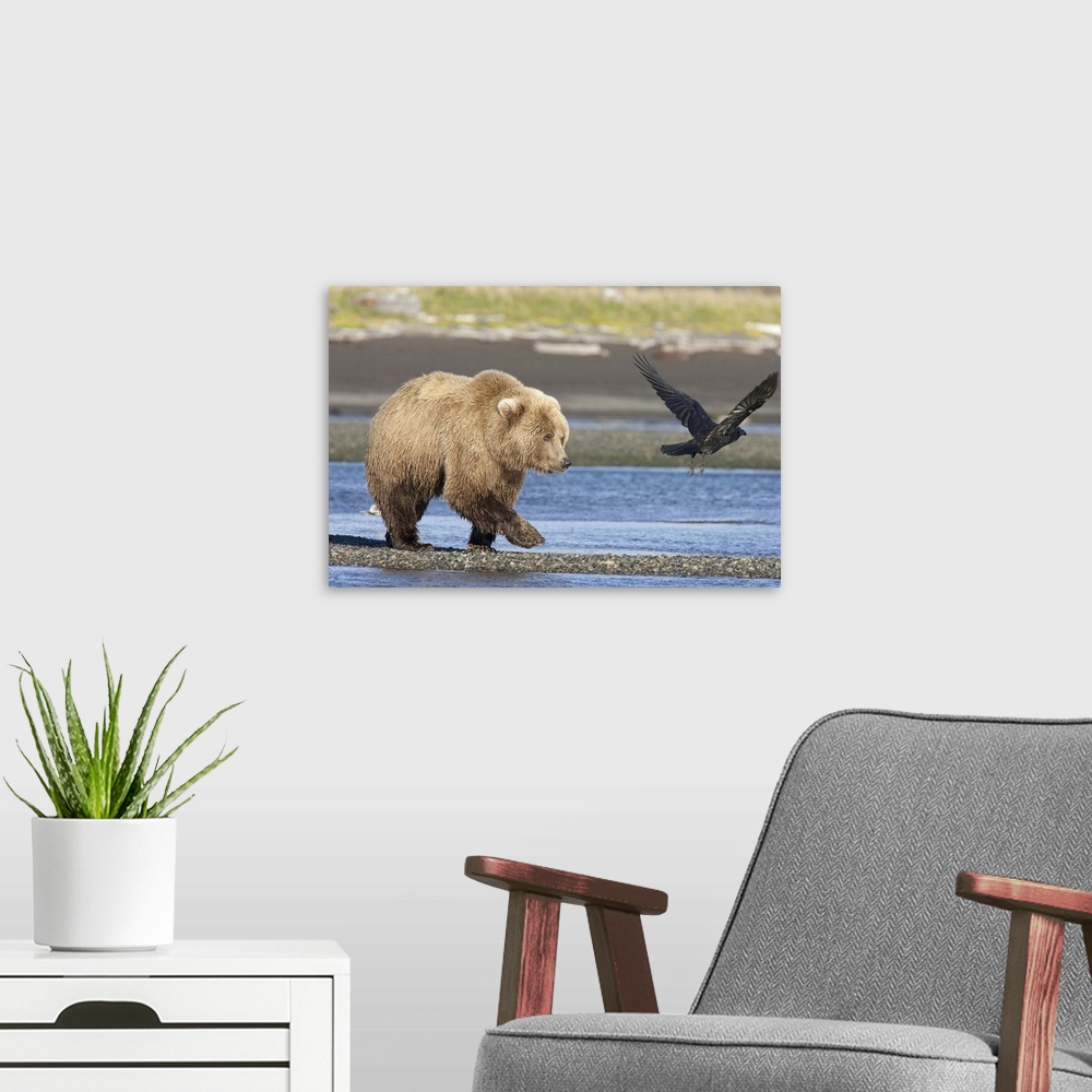 A modern room featuring Grizzly Bear (Ursus arctos horribilis) walking along water Katmai National Park, Alaska