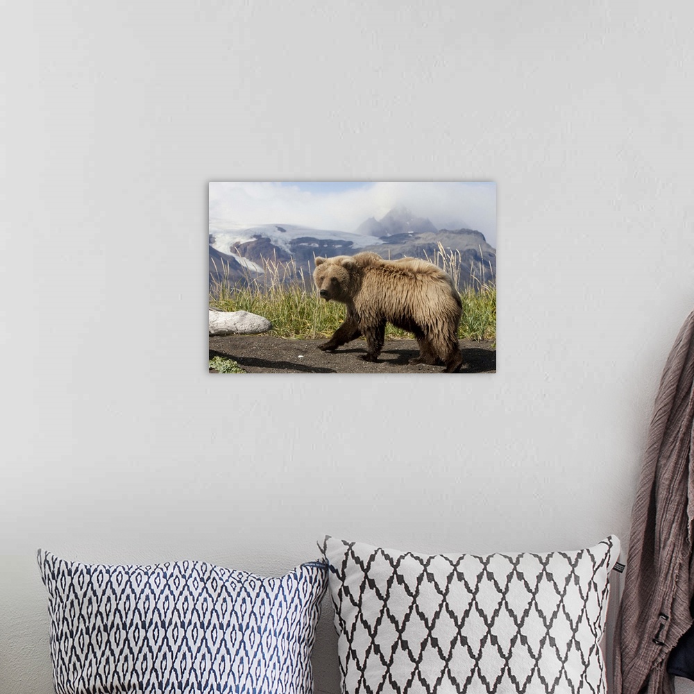 A bohemian room featuring Grizzly Bear (Ursus arctos horribilis) yearling, Katmai National Park, Alaska