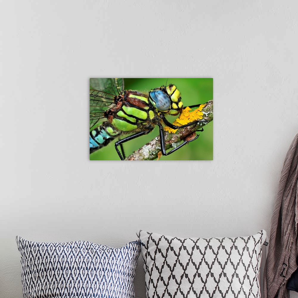 A bohemian room featuring Hairy Hawker - Hairy Dragonfly - Switzerland