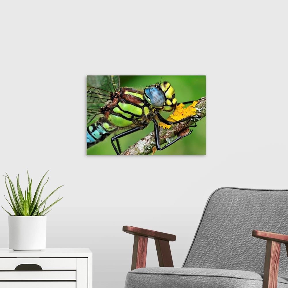 A modern room featuring Hairy Hawker - Hairy Dragonfly - Switzerland