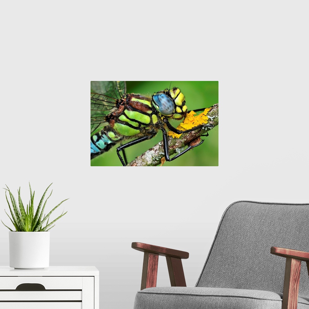 A modern room featuring Hairy Hawker - Hairy Dragonfly - Switzerland