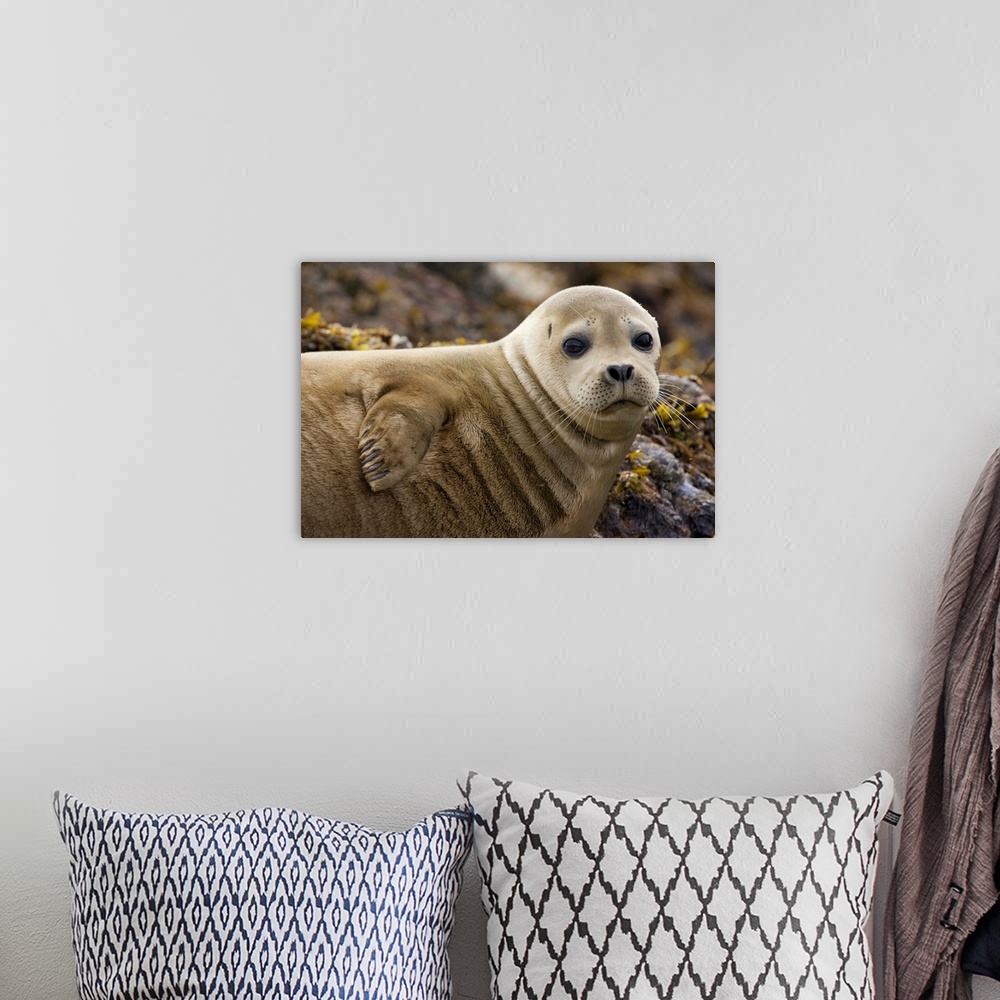 A bohemian room featuring Harbor Seal (Phoca vitulina) portrait, Katmai National Park, Alaska