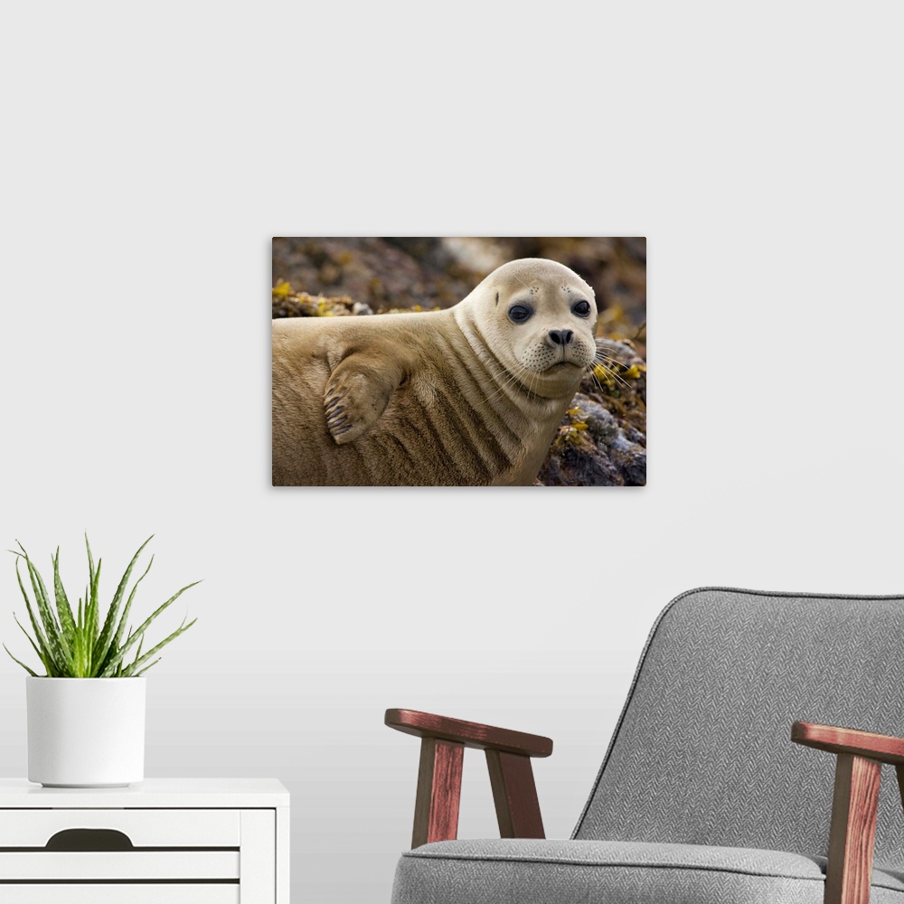 A modern room featuring Harbor Seal (Phoca vitulina) portrait, Katmai National Park, Alaska